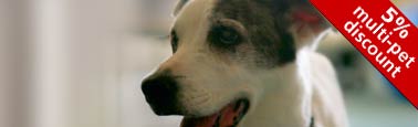 5% online discount. Get a pet insurance quote