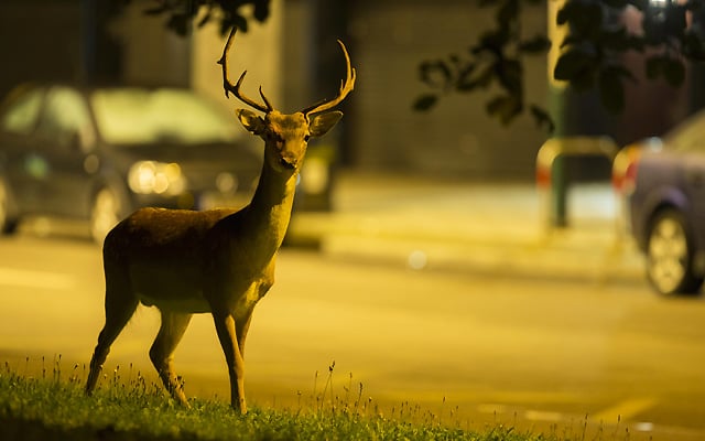 Deer colisions Deer colisions
