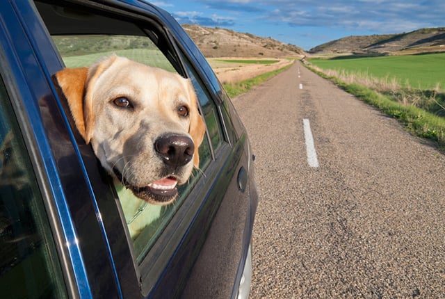 A guide to driving with pets in the car The AA